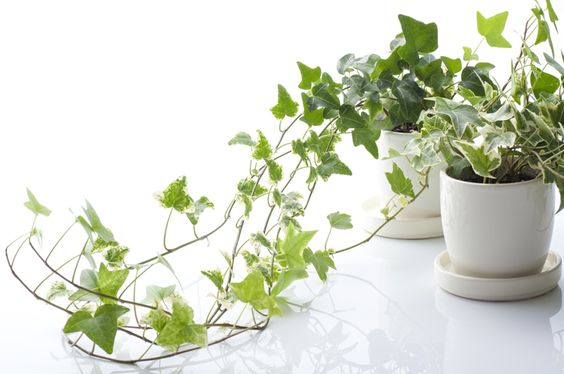 plantas dormir depa de soltera