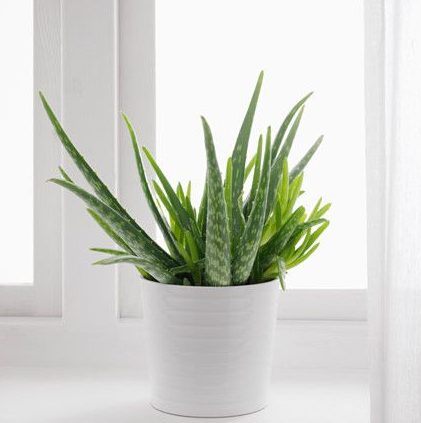 depa de soltera plantas dormir