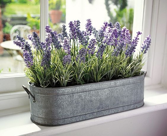 depa de soltera plantas dormir