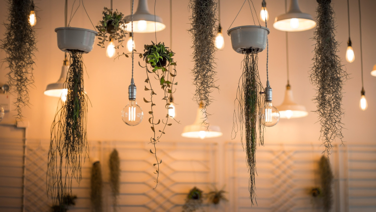 depa-de-soltera-plantas