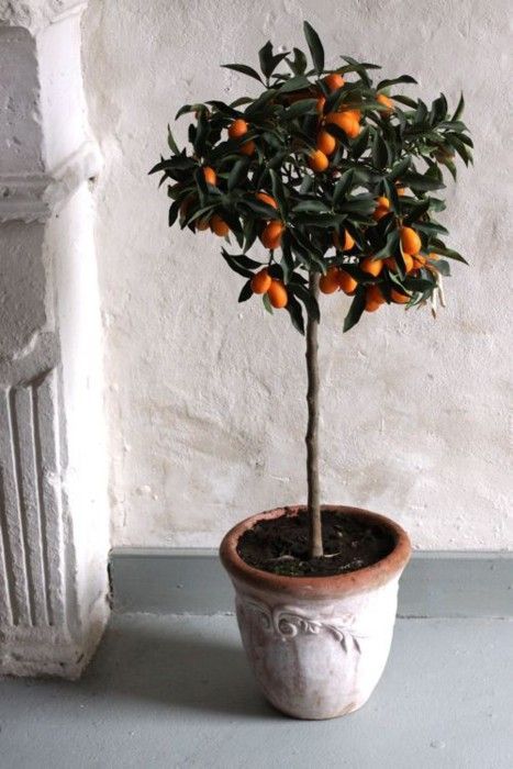 Árbol de cítricos para interiores