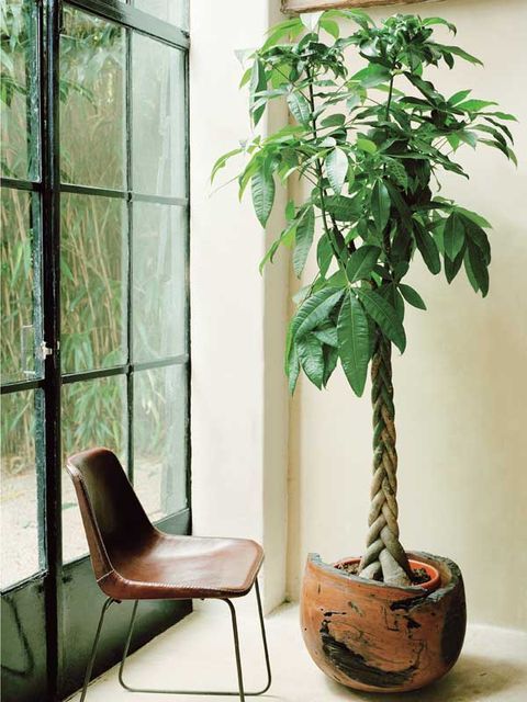 árbol de pachira de interiores