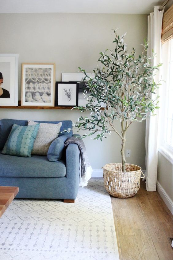 árbol de olivo para interiores