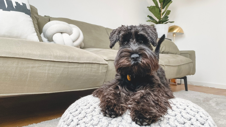 furbo cámara para perros depa de soltera