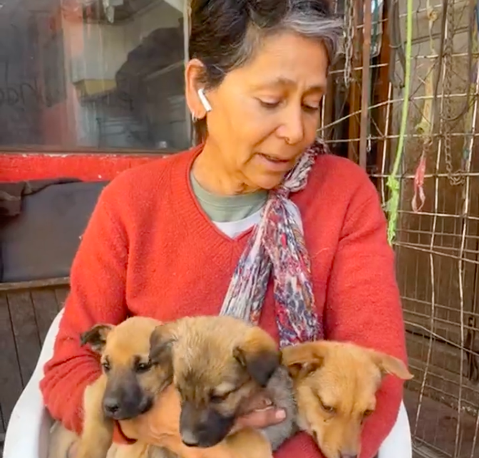 Refugio para perros refugio san gregorio