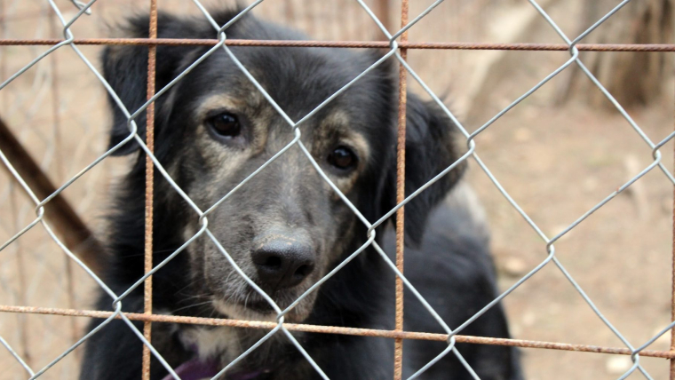 cómo donar a un refugio de perros